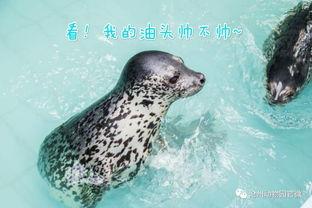 今日动物爆料新闻,今日动物爆料新闻聚焦奇闻异事 第3张 今日动物爆料新闻,今日动物爆料新闻聚焦奇闻异事 第3张